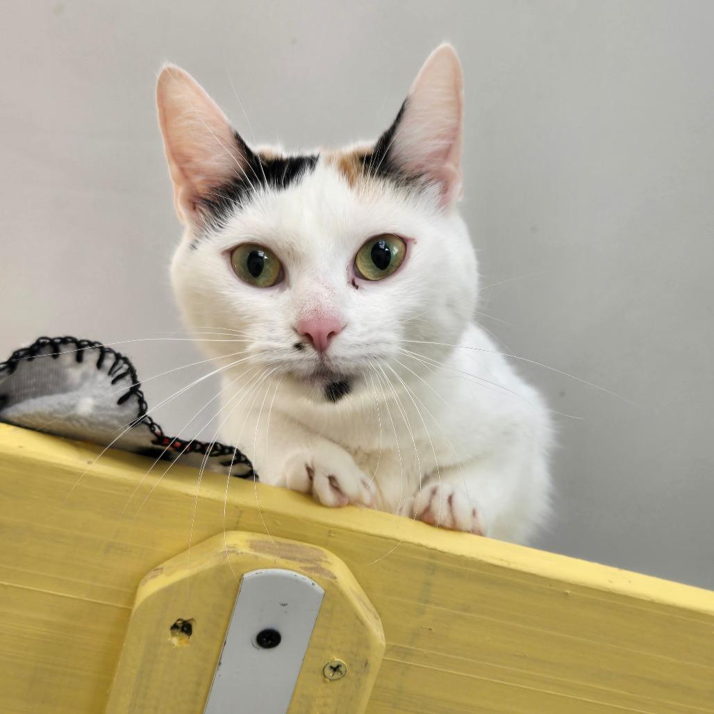 Snowwhite, Adoptable, Adult Female Domestic Short Hair.