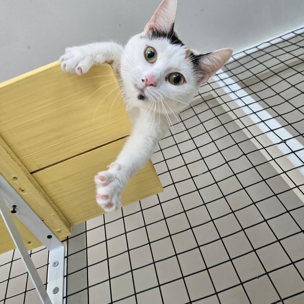 Enlarge Snowwhite, a Adoptable Domestic Short Hair in Newport, TN image 2/6