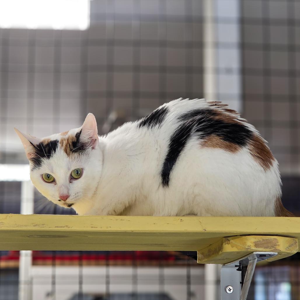 Enlarge Snowwhite, a Adoptable Domestic Short Hair in Newport, TN image 3/6