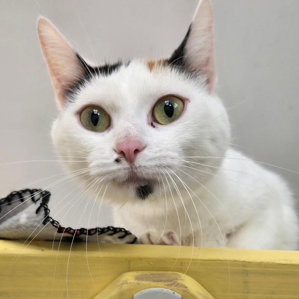 Enlarge Snowwhite, a Adoptable Domestic Short Hair in Newport, TN image 4/6