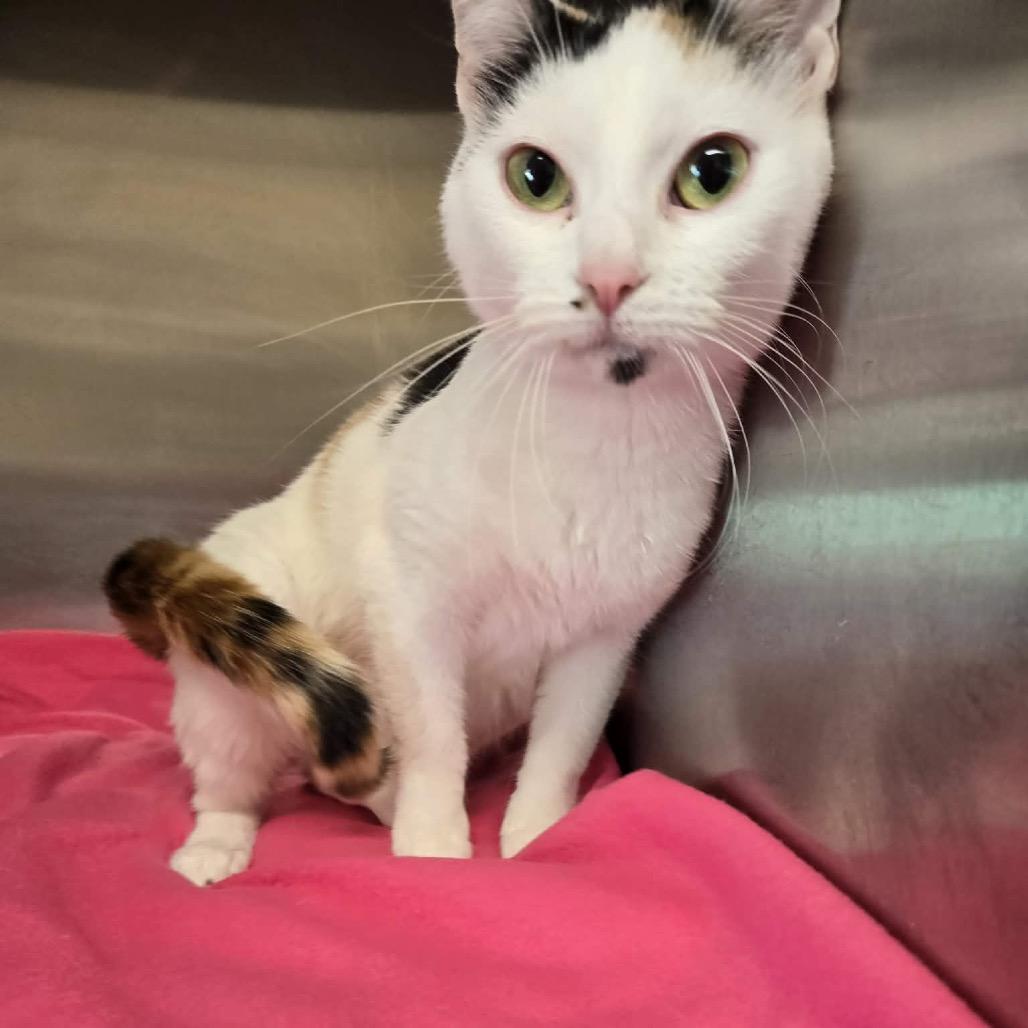 Enlarge Snowwhite, a Adoptable Domestic Short Hair in Newport, TN image 5/6