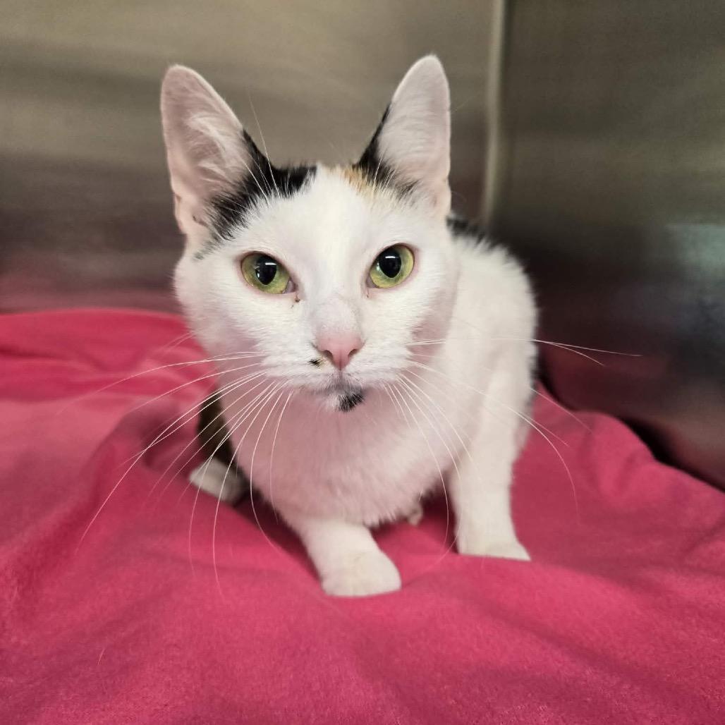Enlarge Snowwhite, a Adoptable Domestic Short Hair in Newport, TN image 6/6