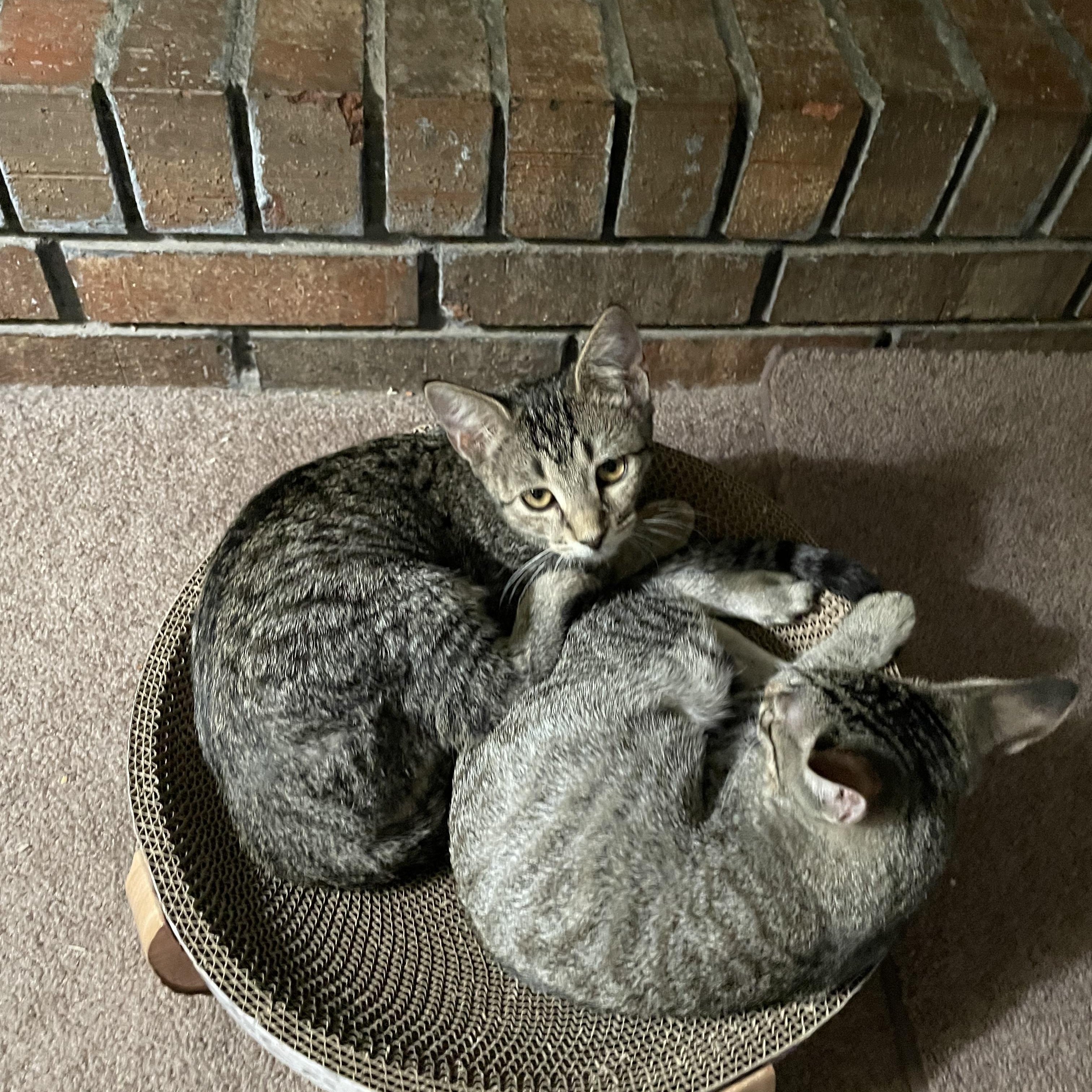 Holly (& see Haley), a Adoptable Tabby in Mobile, AL image 1/4