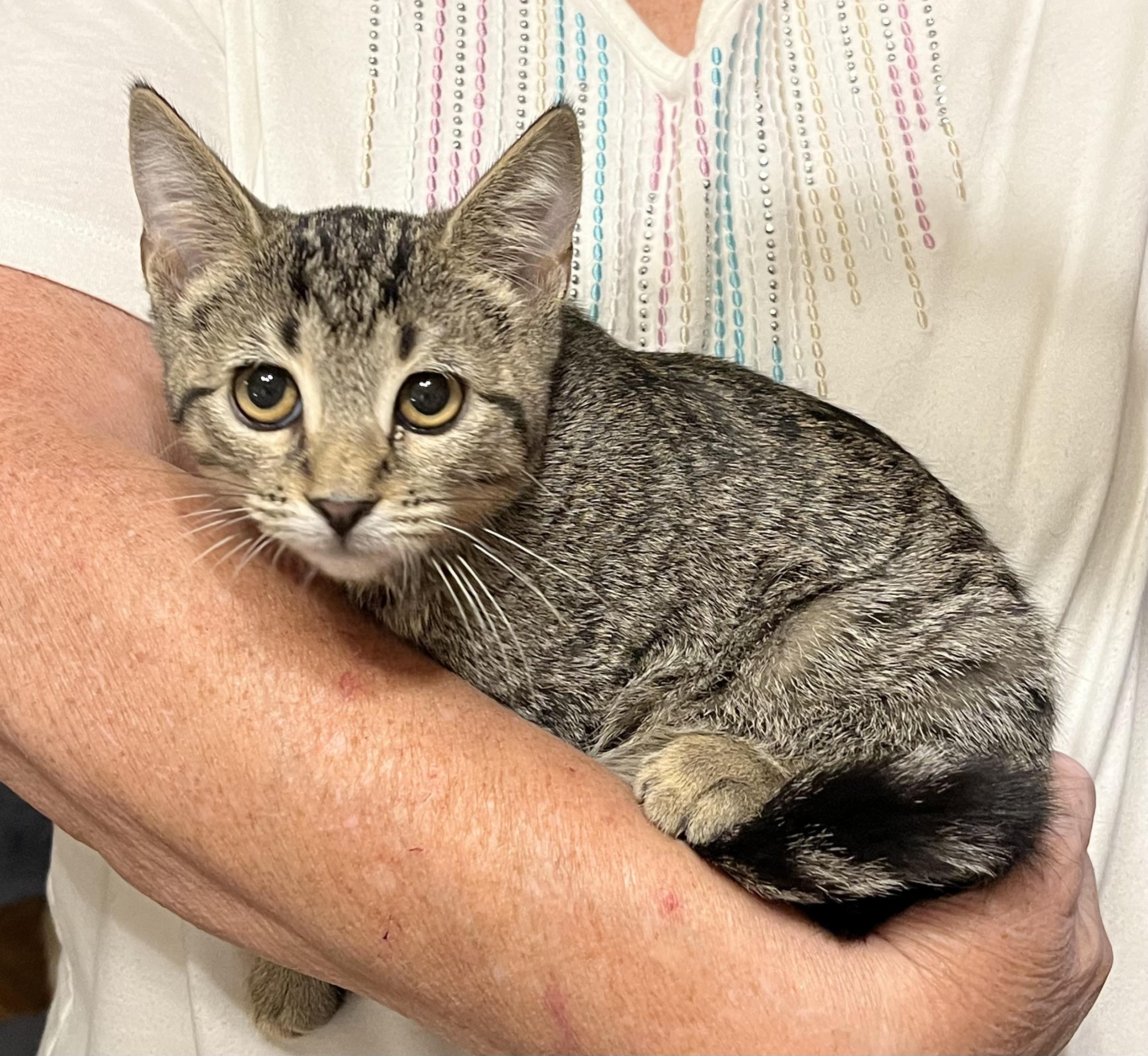 Holly (& see Haley), a Adoptable Tabby in Mobile, AL image 3/4