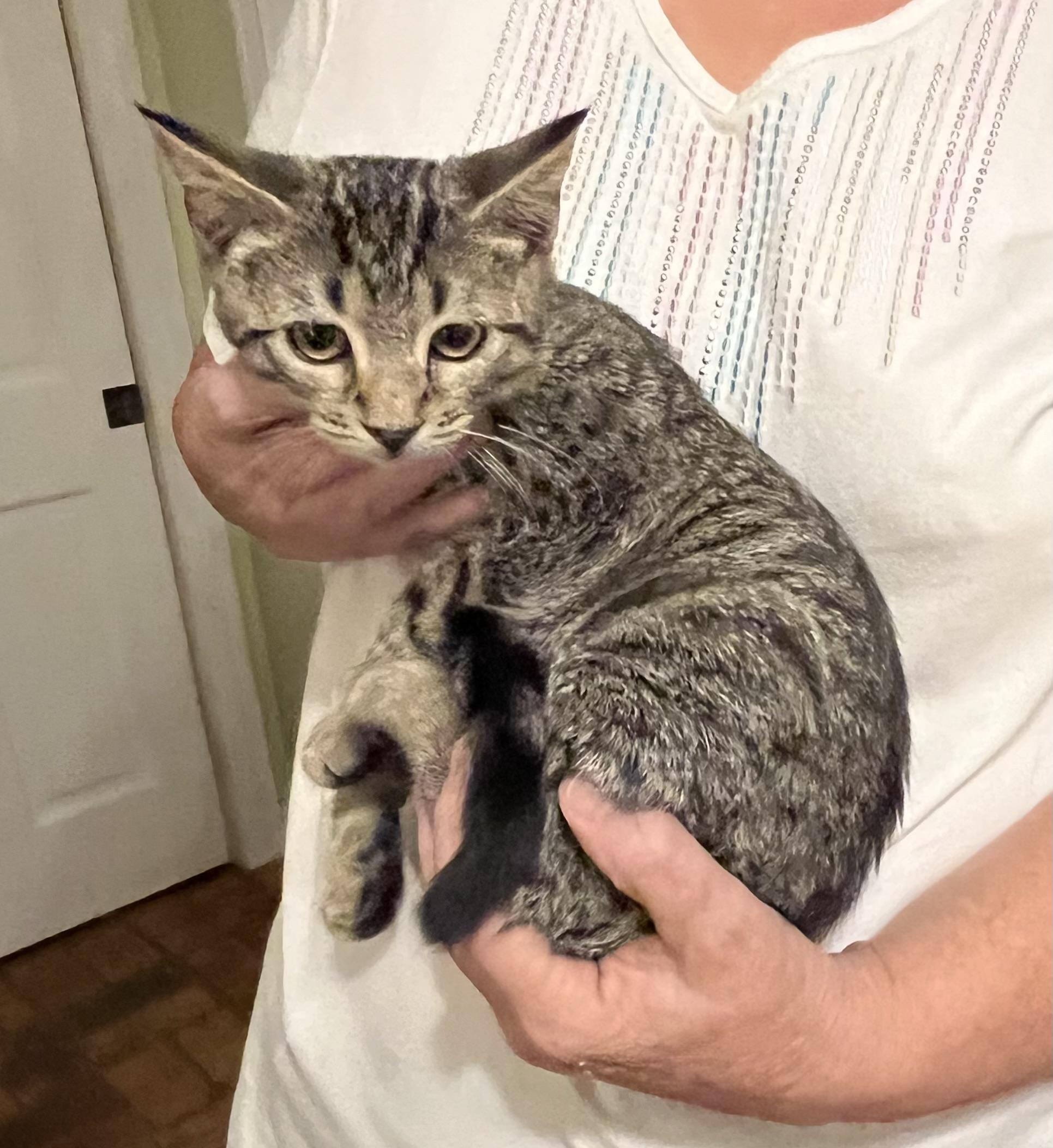 Holly (& see Haley), a Adoptable Tabby in Mobile, AL image 4/4