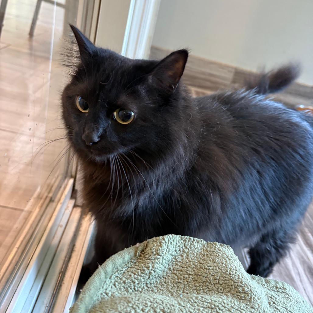 Enlarge PomPom, a Adoptable Domestic Long Hair in West Des Moines, IA image 1/2