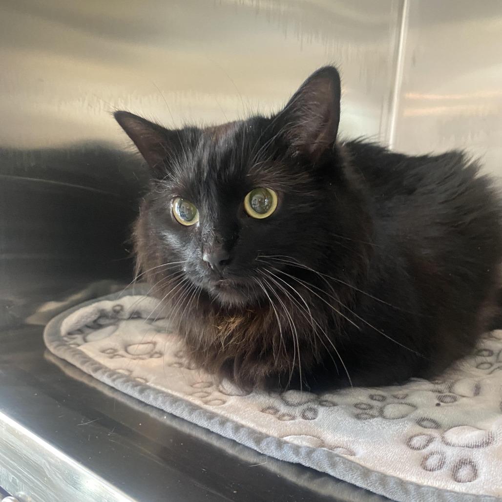 Enlarge PomPom, a Adoptable Domestic Long Hair in West Des Moines, IA image 2/2