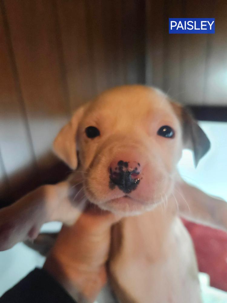 Enlarge Paisley, a Adoptable mixed breed in Norfolk, MA image 1/2