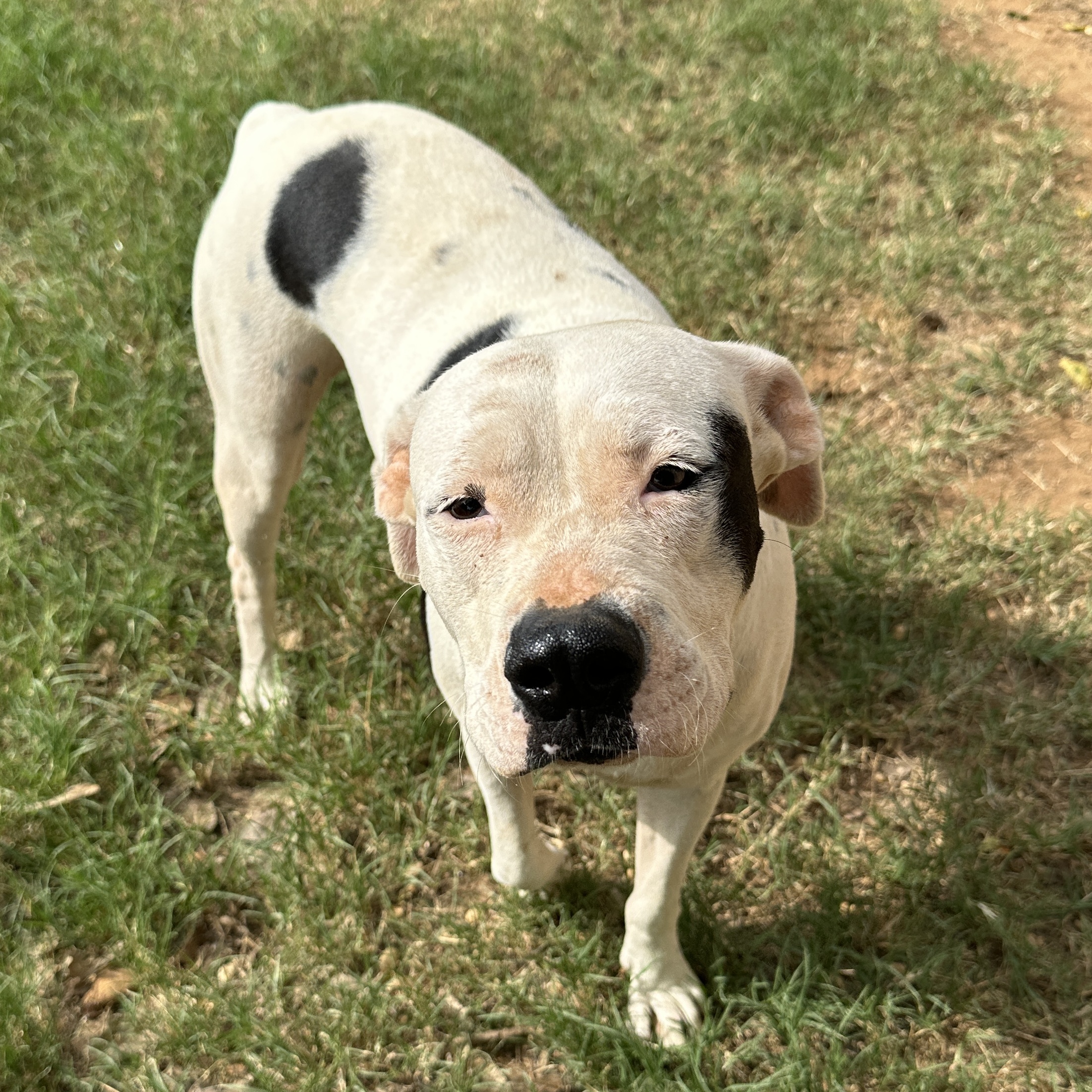 Enlarge Dotty, a Adoptable Pit Bull Terrier in Seguin, TX image 1/4