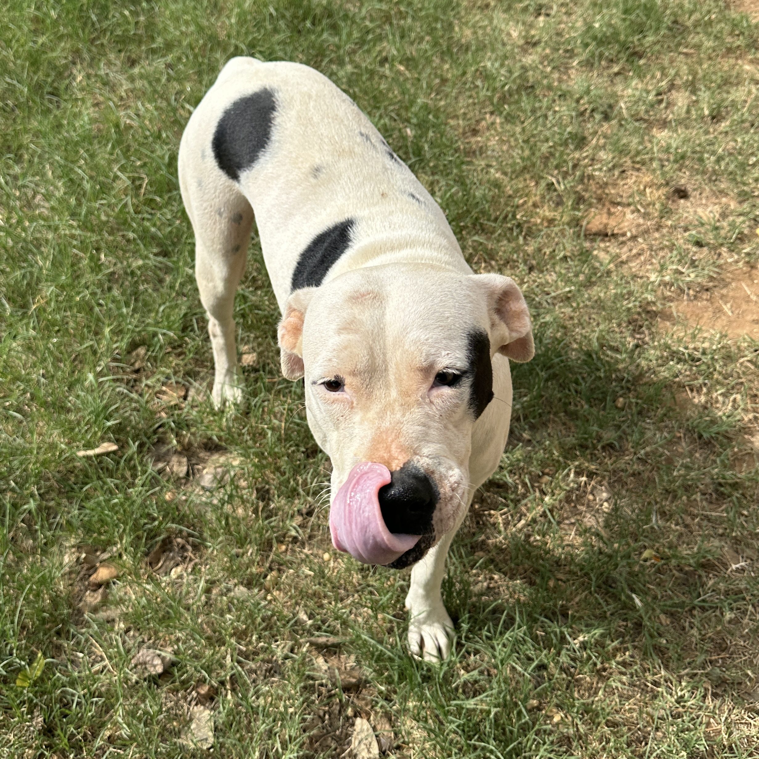Enlarge Dotty, a Adoptable Pit Bull Terrier in Seguin, TX image 2/4