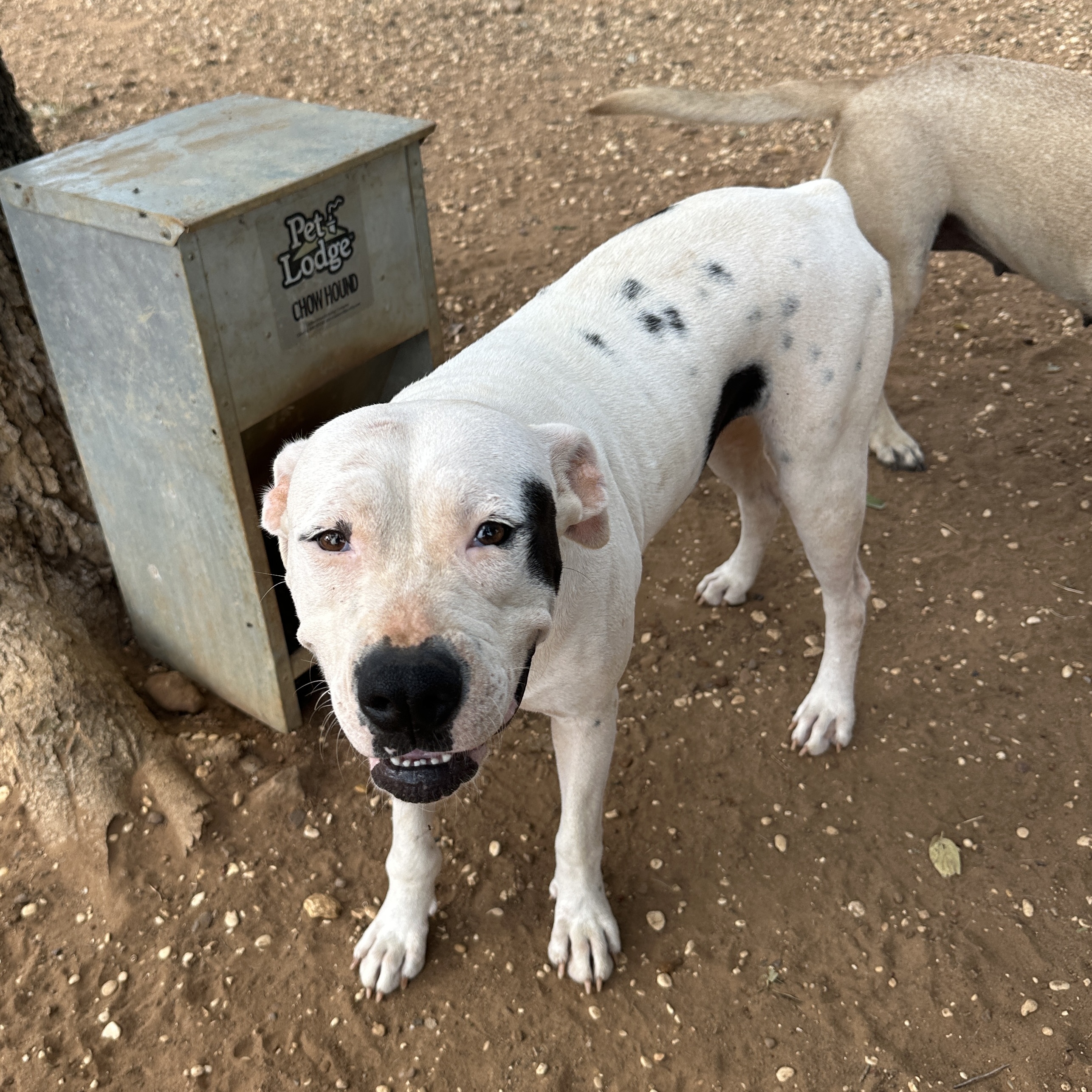 Enlarge Dotty, a Adoptable Pit Bull Terrier in Seguin, TX image 3/4