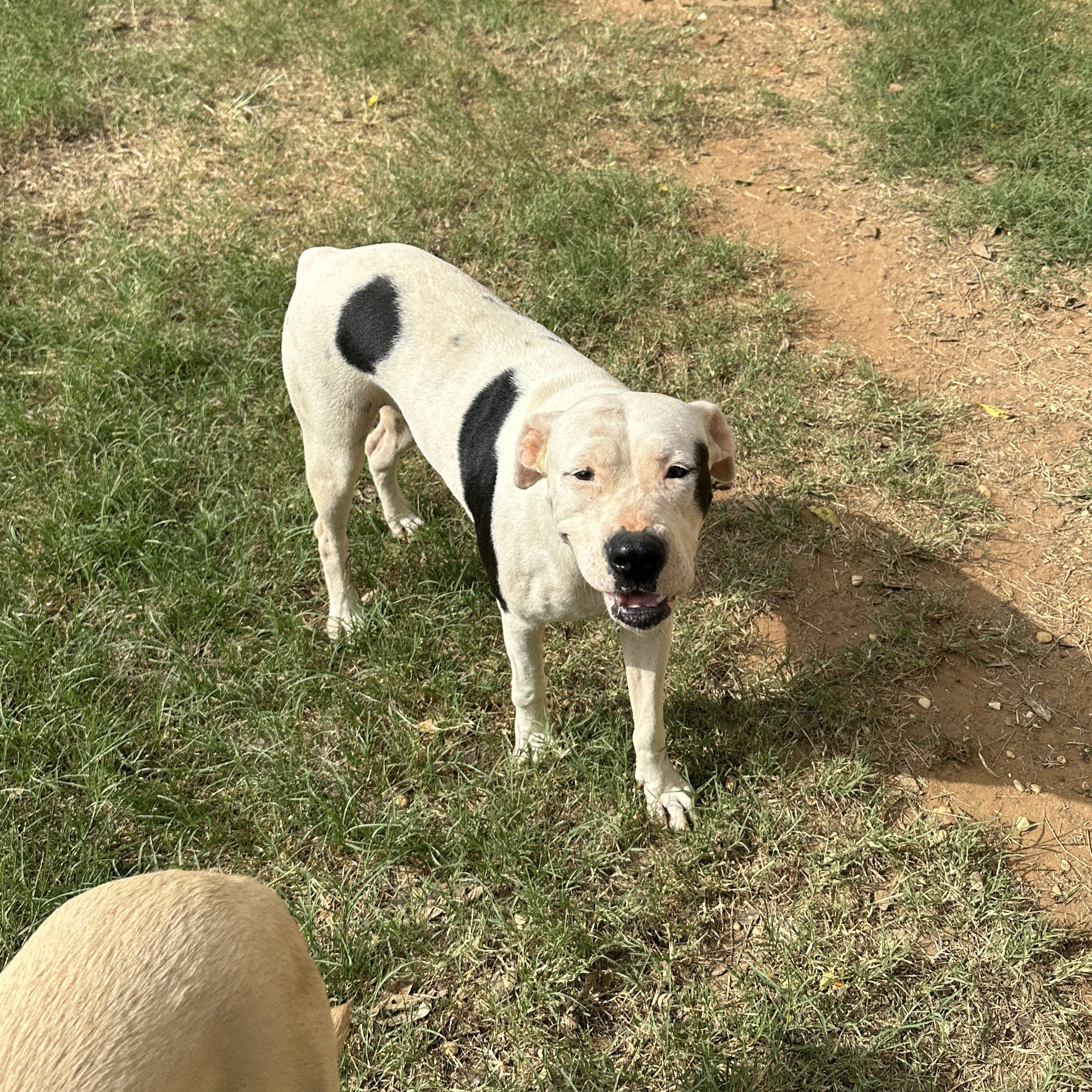 Enlarge Dotty, a Adoptable Pit Bull Terrier in Seguin, TX image 4/4