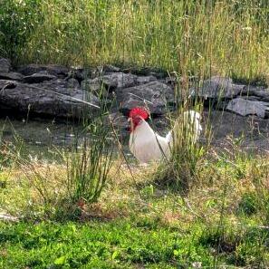 Enlarge Phil, a Adoptable Chicken in Fairport, NY image 2/2
