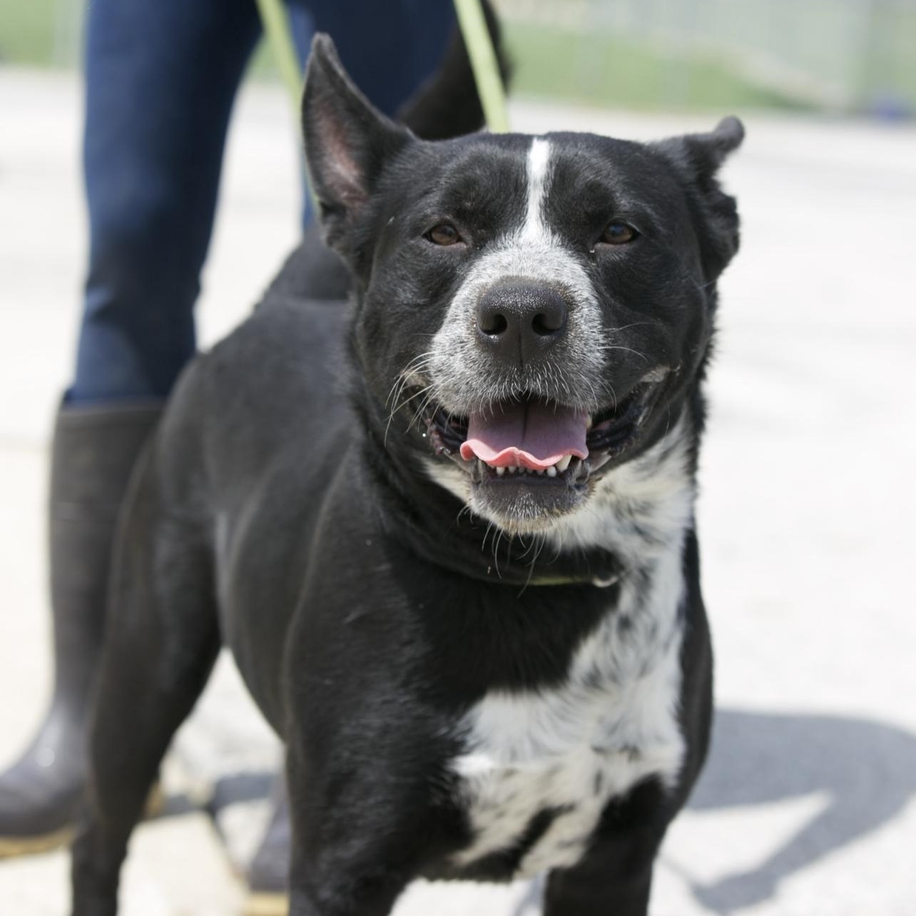 Lucky, ADOPTABLE, Adult Male Australian Cattle Dog / Blue Heeler & Lancashire Heeler.