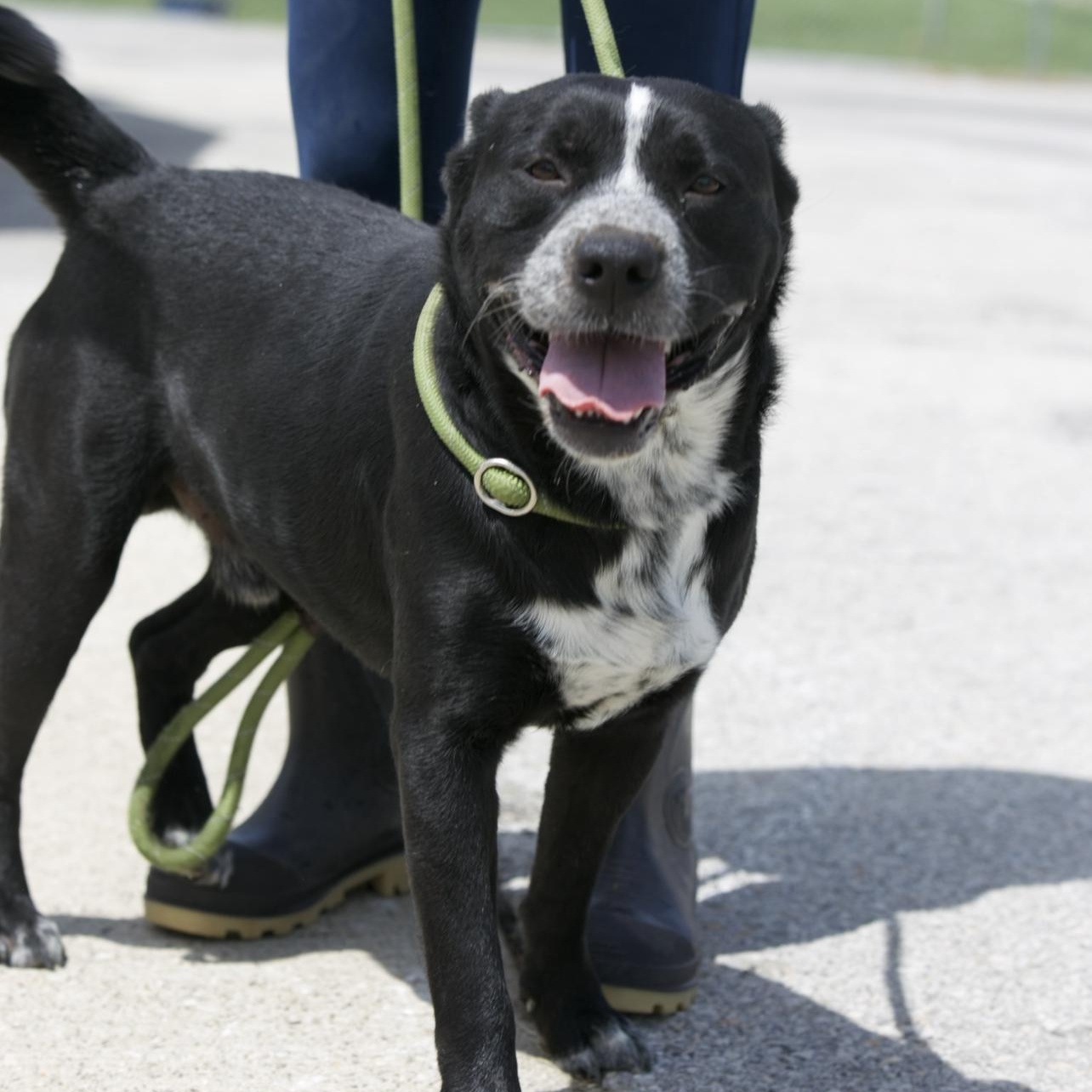 Enlarge Lucky, a ADOPTABLE mixed breed in Mount Sterling, KY image 2/2