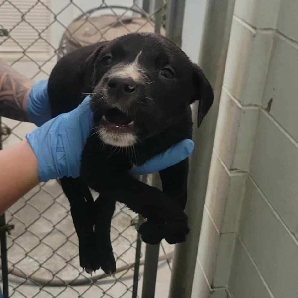 Yam, Adoptable, Puppy Male Mixed Breed.