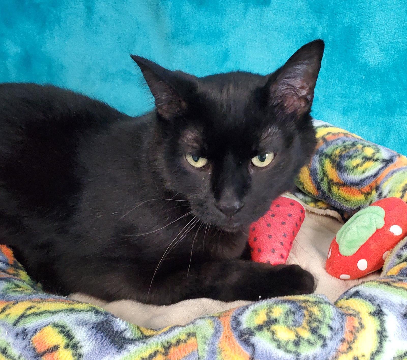 Enlarge Glory, a Adoptable Domestic Short Hair in Greenville, IL image 1/2