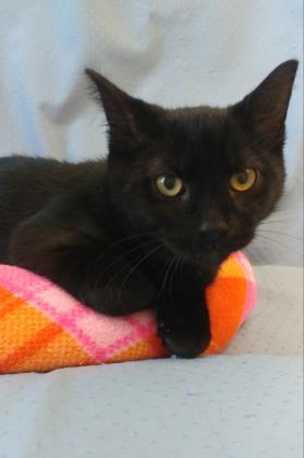 Enlarge Glory, a Adoptable Domestic Short Hair in Greenville, IL image 2/2
