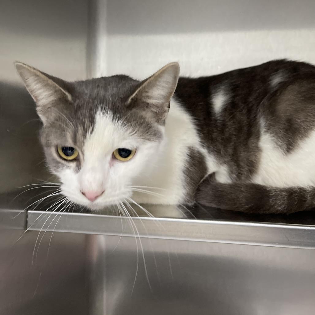 Enlarge Sadie, a Adoptable Domestic Short Hair in Canton, IL image 1/3