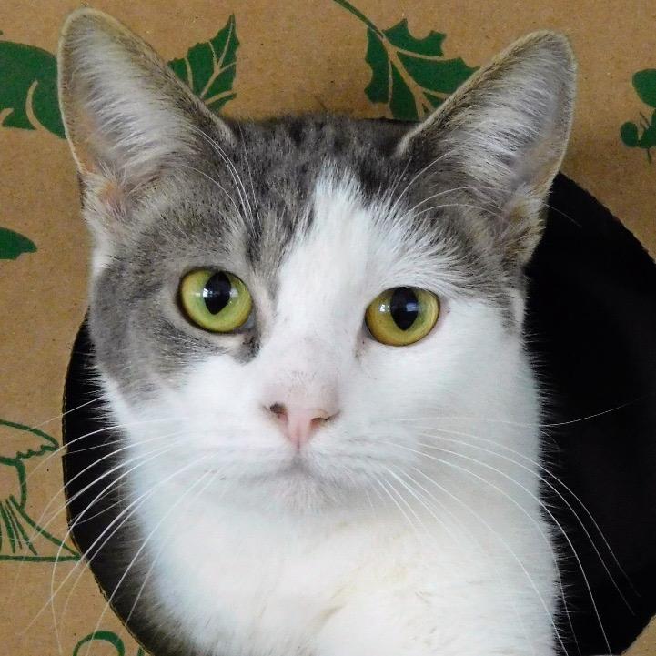 Enlarge Sadie, a Adoptable Domestic Short Hair in Canton, IL image 2/3