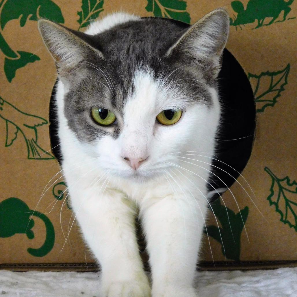 Enlarge Sadie, a Adoptable Domestic Short Hair in Canton, IL image 3/3