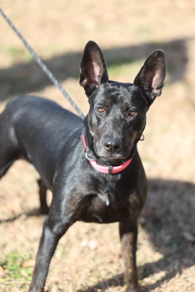 Enlarge Jet, a Adoptable mixed breed in Dyersburg, TN image 3/6