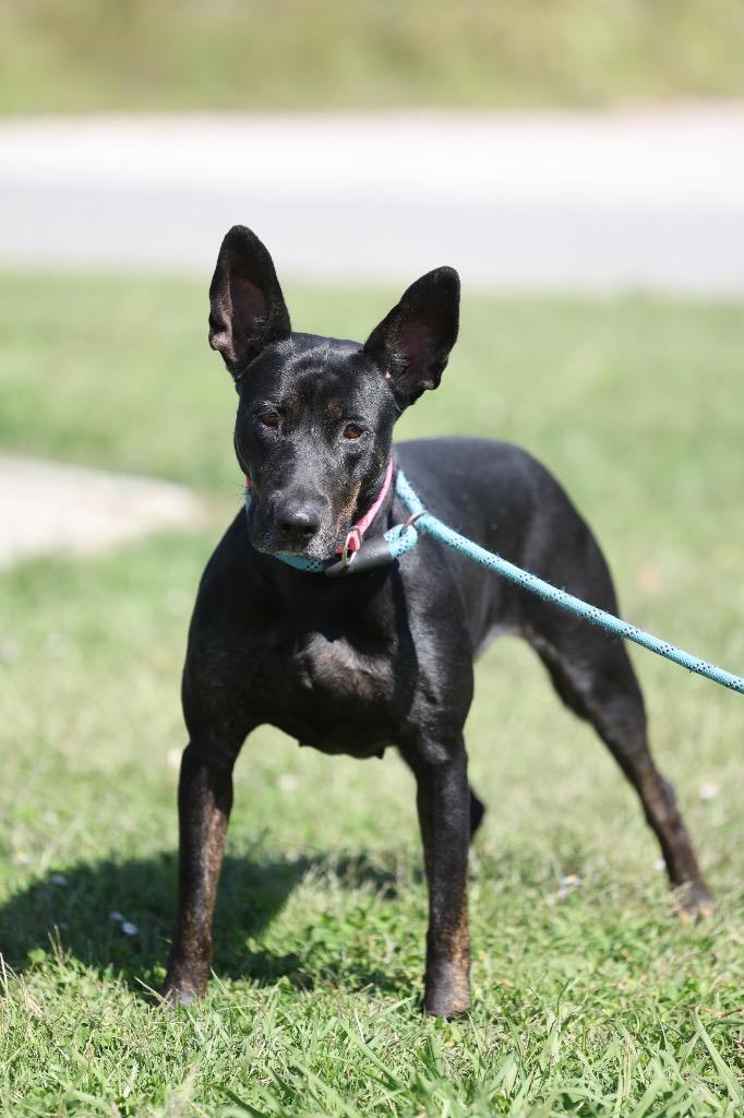 Enlarge Jet, a Adoptable mixed breed in Dyersburg, TN image 4/6