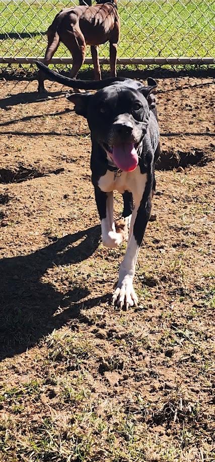 Jenna (280-26), Adoptable, Adult Female Pit Bull Terrier.