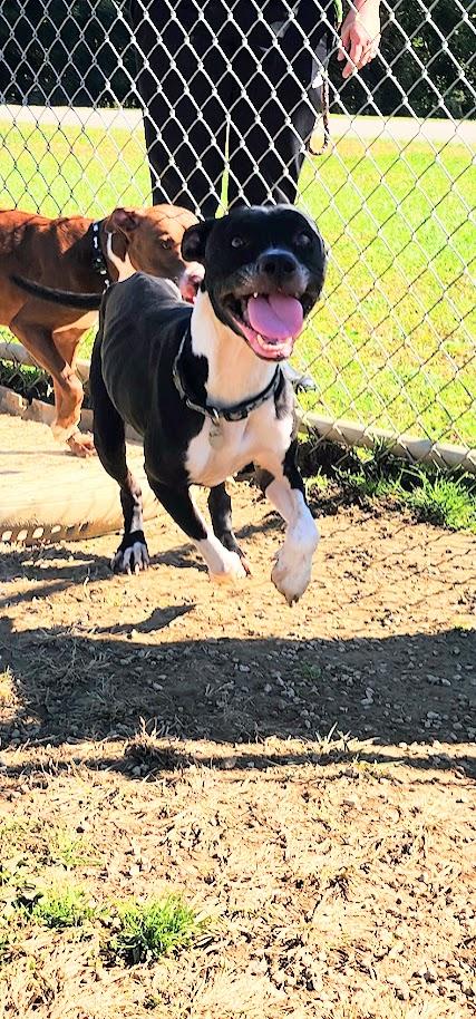 Enlarge Jenna (280-26), a Adoptable mixed breed in Cambridge, OH image 3/4