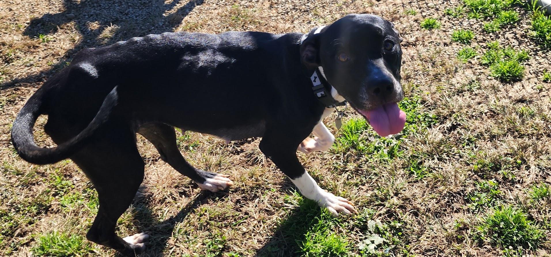 Enlarge Jenna (280-26), a Adoptable mixed breed in Cambridge, OH image 2/4