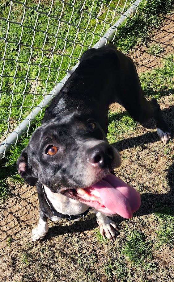 Enlarge Jenna (280-26), a Adoptable mixed breed in Cambridge, OH image 4/4
