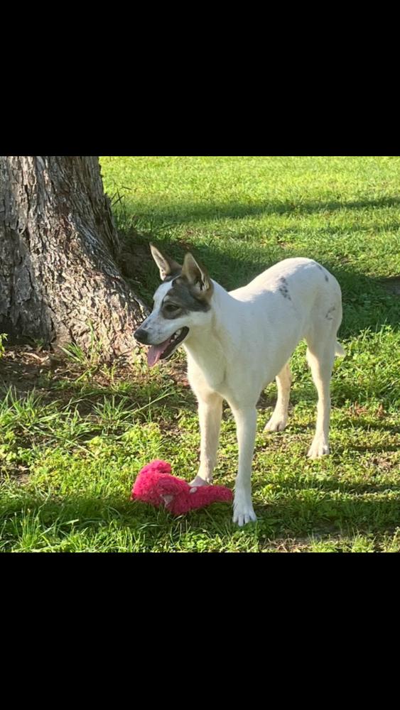 Scarlett, Adoptable, Adult Female Australian Cattle Dog / Blue Heeler & Great Pyrenees.