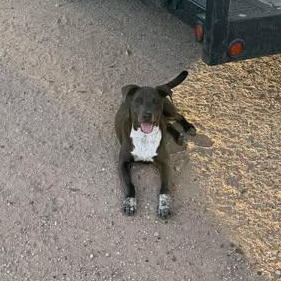 Enlarge CHANCE, a Adoptable mixed breed in Mission, TX image 5/5