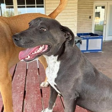 Enlarge CHANCE, a Adoptable mixed breed in Mission, TX image 4/5