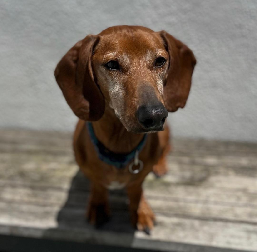 DRLA FRANKIE, Adopted, Adult Male Dachshund.