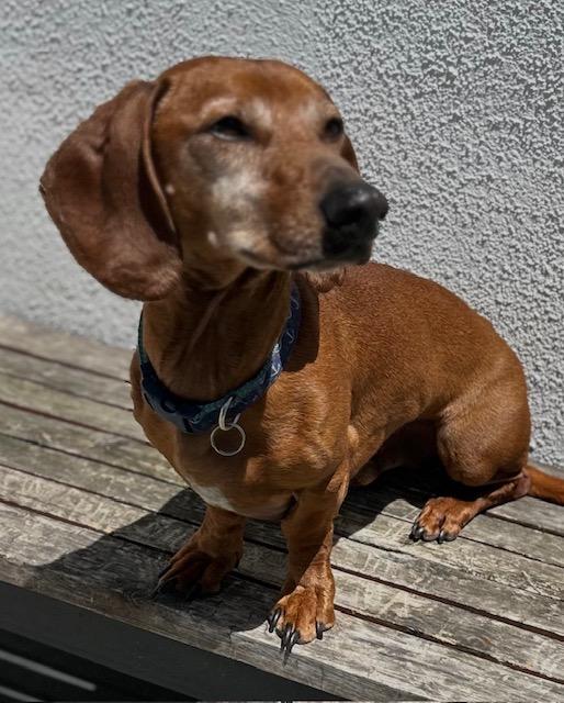 DRLA FRANKIE, a Adopted Dachshund in Los Angeles, CA image 2/3