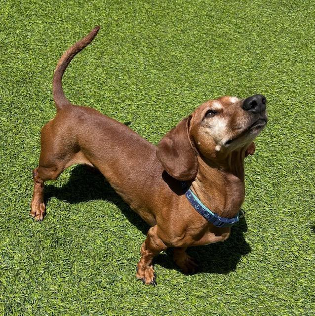 DRLA FRANKIE, a Adopted Dachshund in Los Angeles, CA image 3/3