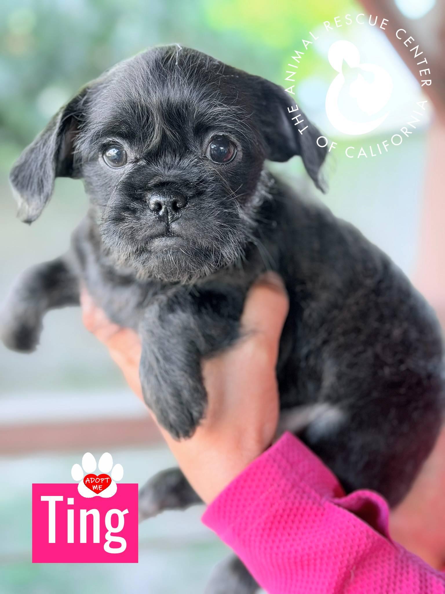 Enlarge Ting, a Adoptable mixed breed in Coachella, CA image 2/5