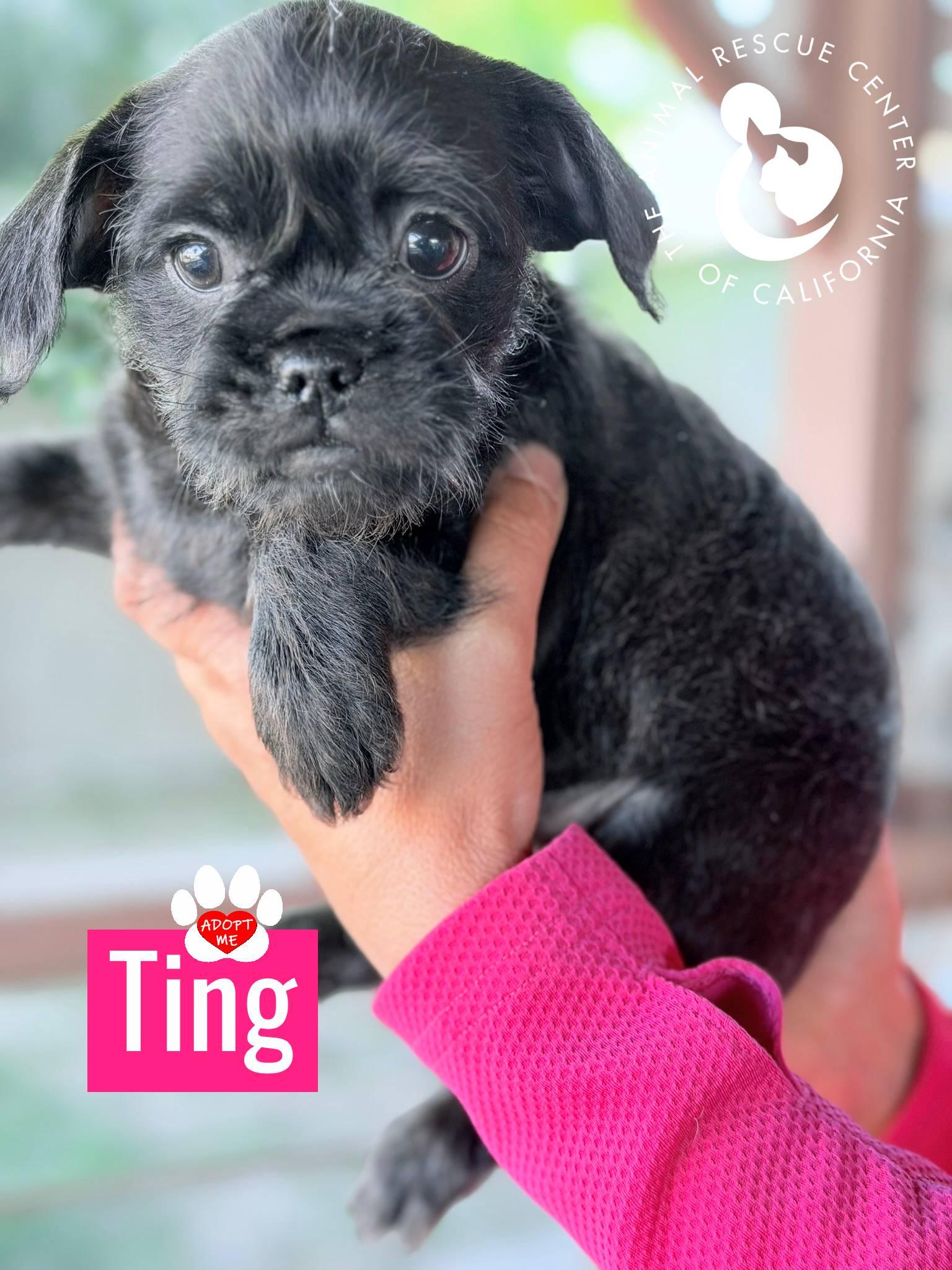 Enlarge Ting, a Adoptable mixed breed in Coachella, CA image 3/5
