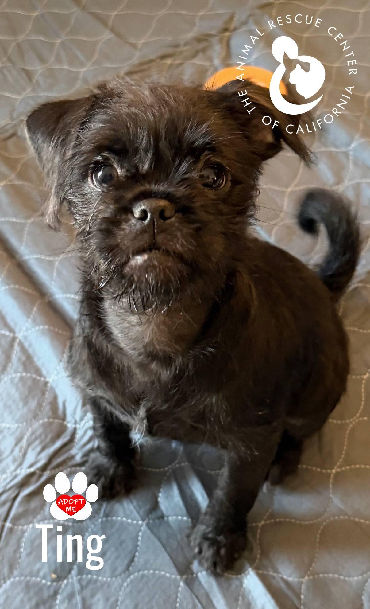 Enlarge Ting, a Adoptable mixed breed in Coachella, CA image 2/4