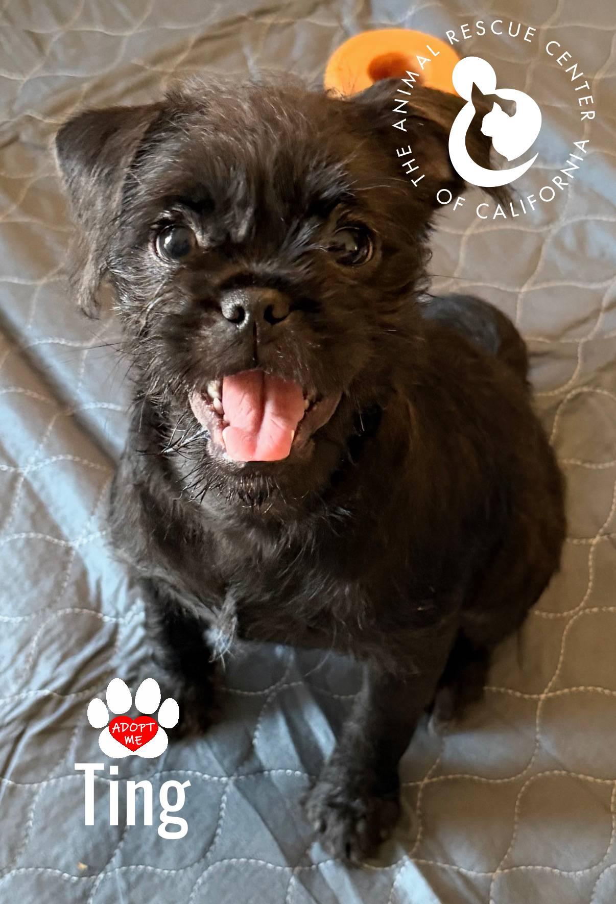 Ting, Adoptable, Puppy Male Pug & Chihuahua.