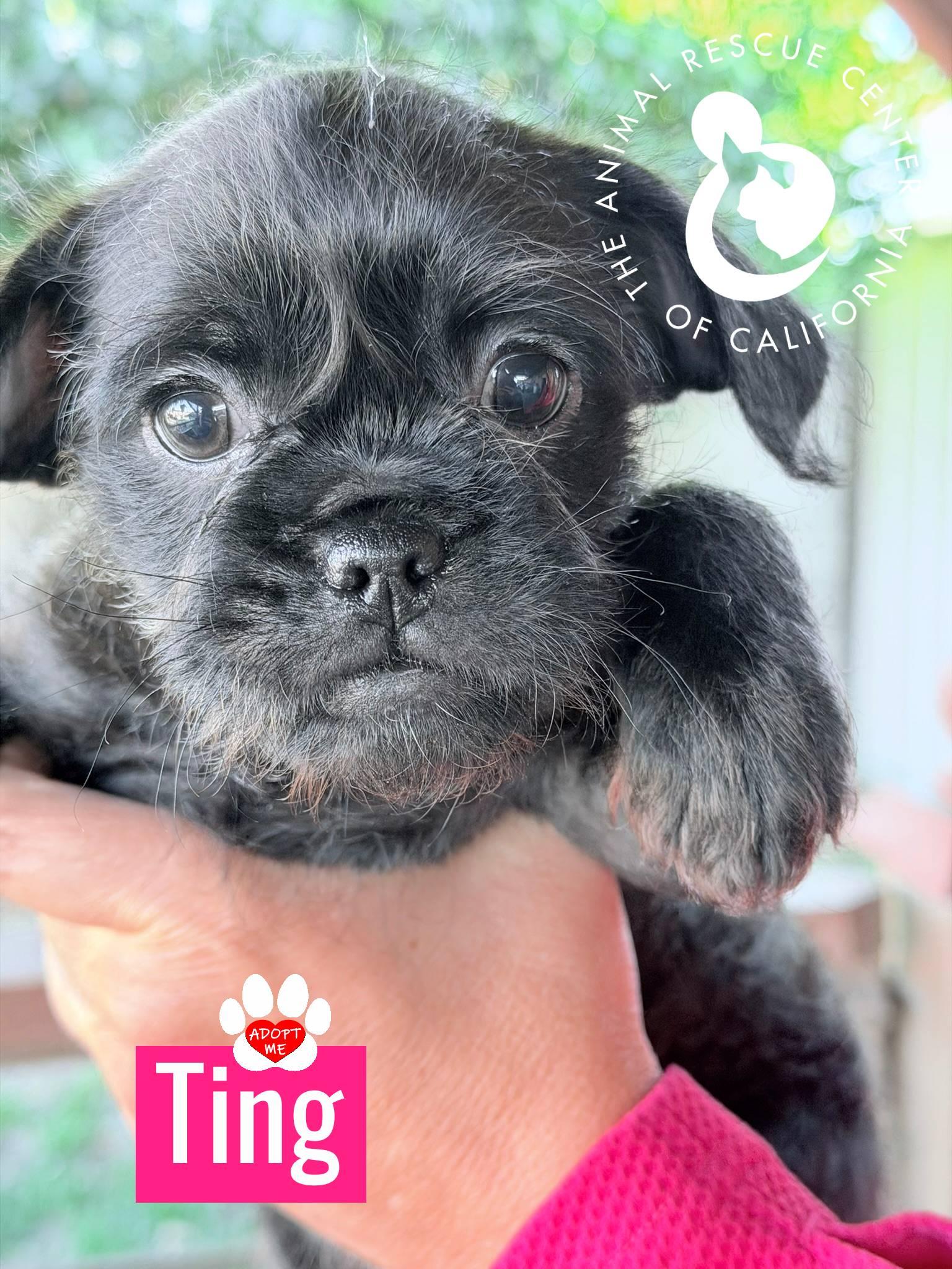 Ting, Adoptable, Puppy Male Pug & Chihuahua.