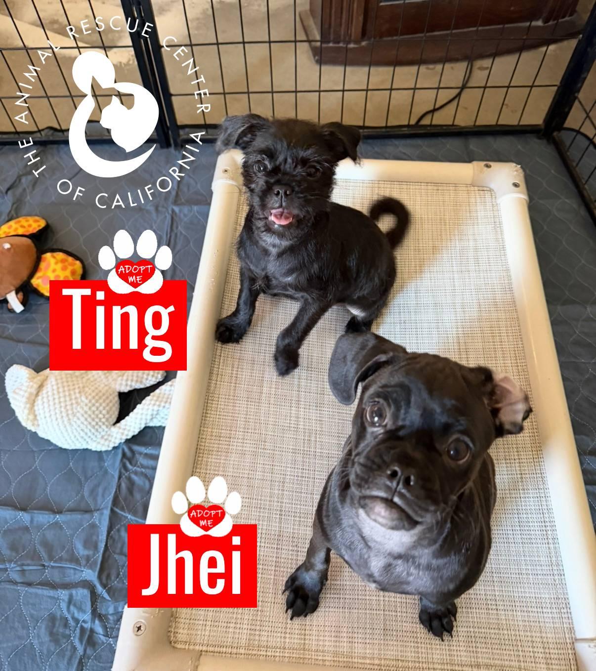 Enlarge Ting, a Adoptable mixed breed in Coachella, CA image 3/4