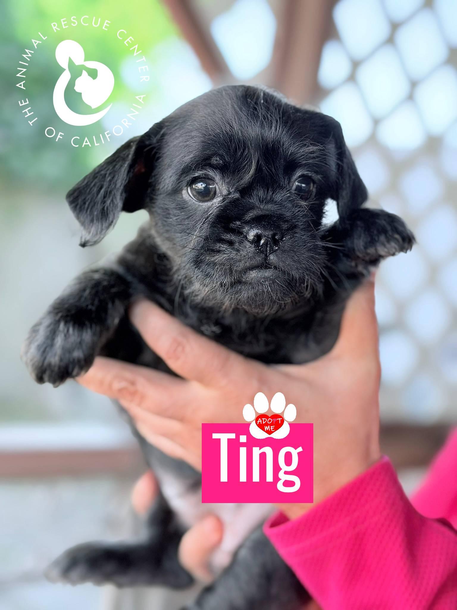 Enlarge Ting, a Adoptable mixed breed in Coachella, CA image 5/5