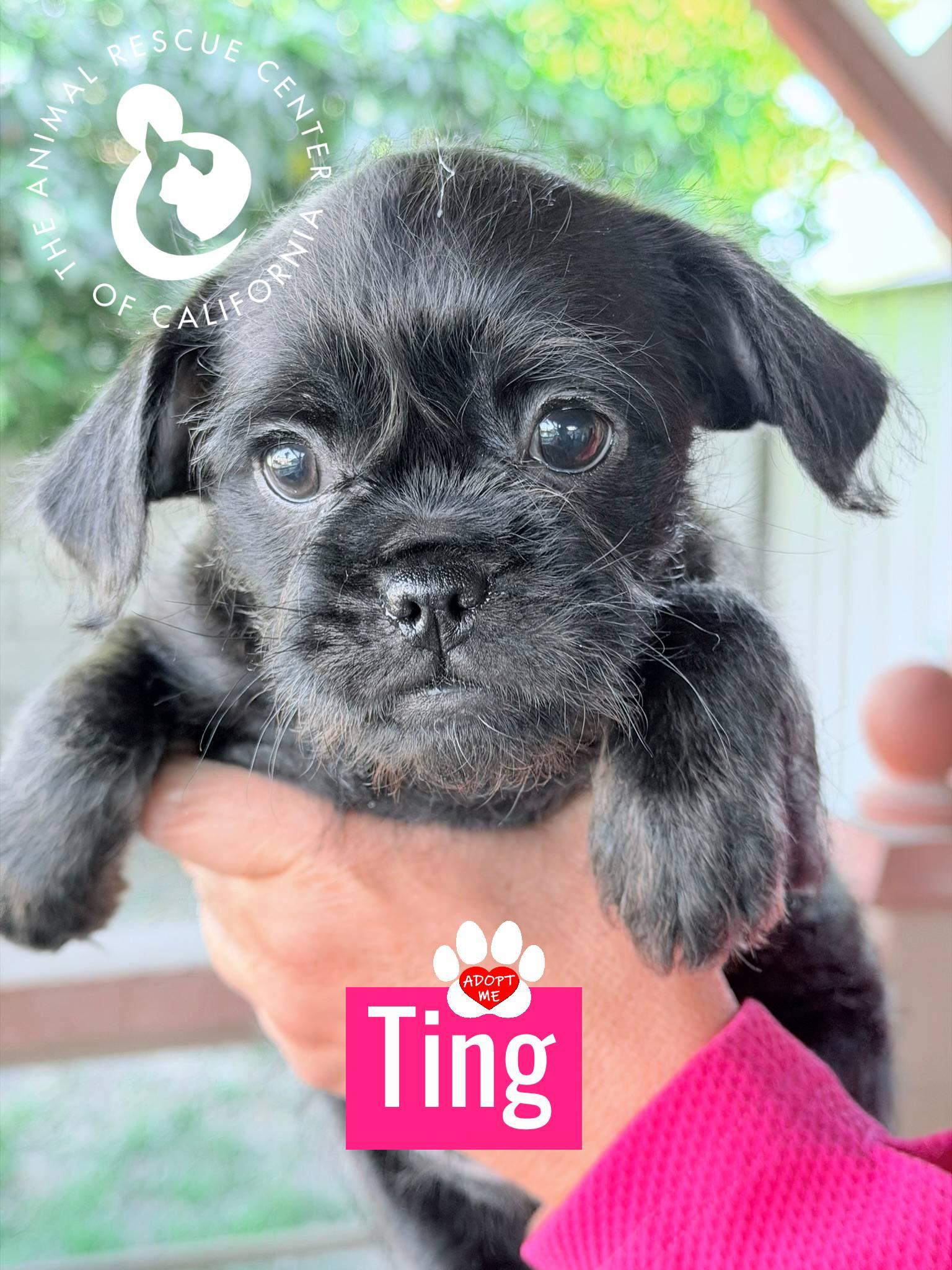 Enlarge Ting, a Adoptable mixed breed in Coachella, CA image 4/5