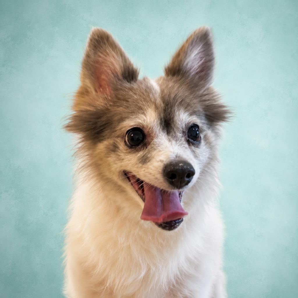 Indigo, Adopted, Senior Female Pomeranian.
