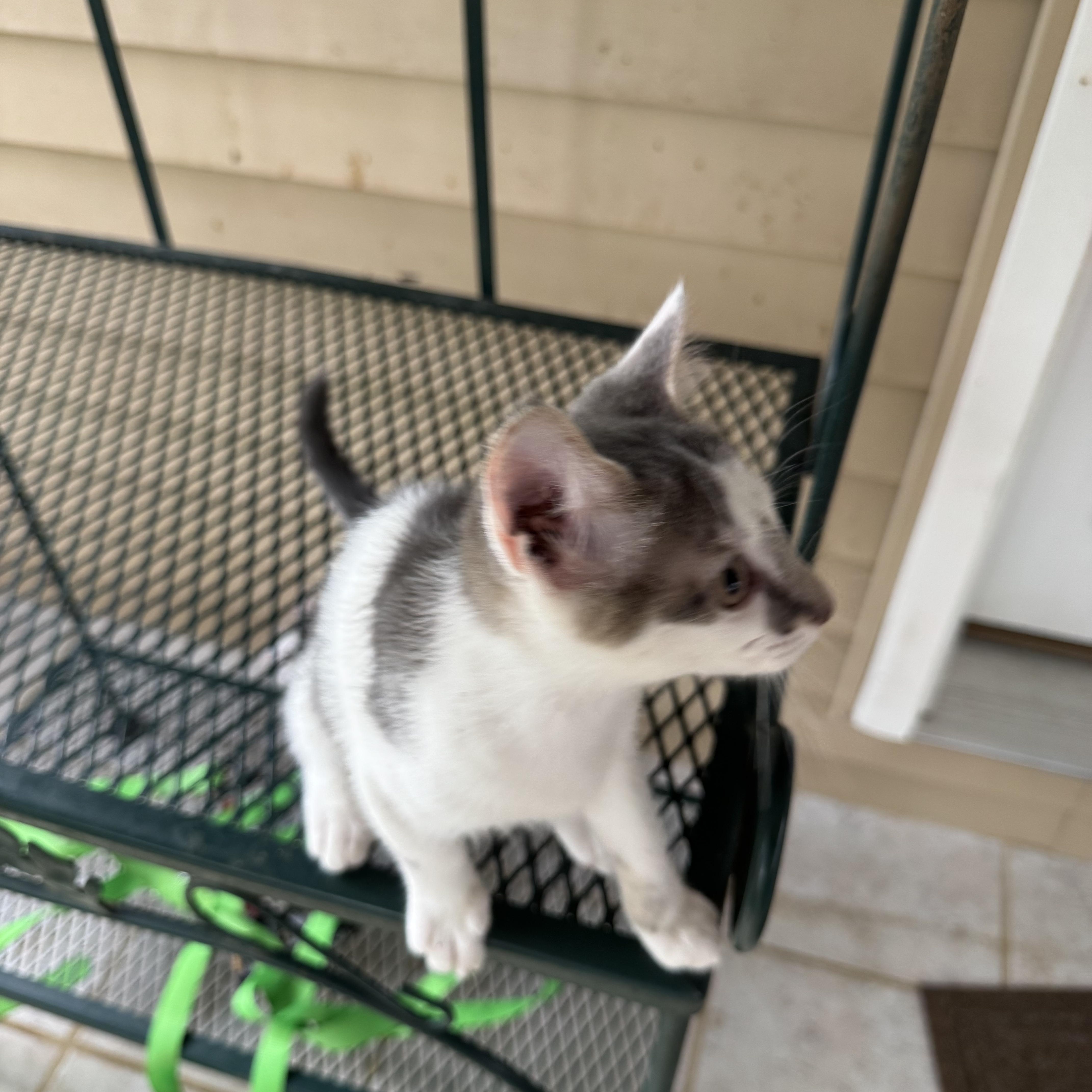 Squeeker, an adopted mixed breed in Greeneville, TN image 2/5
