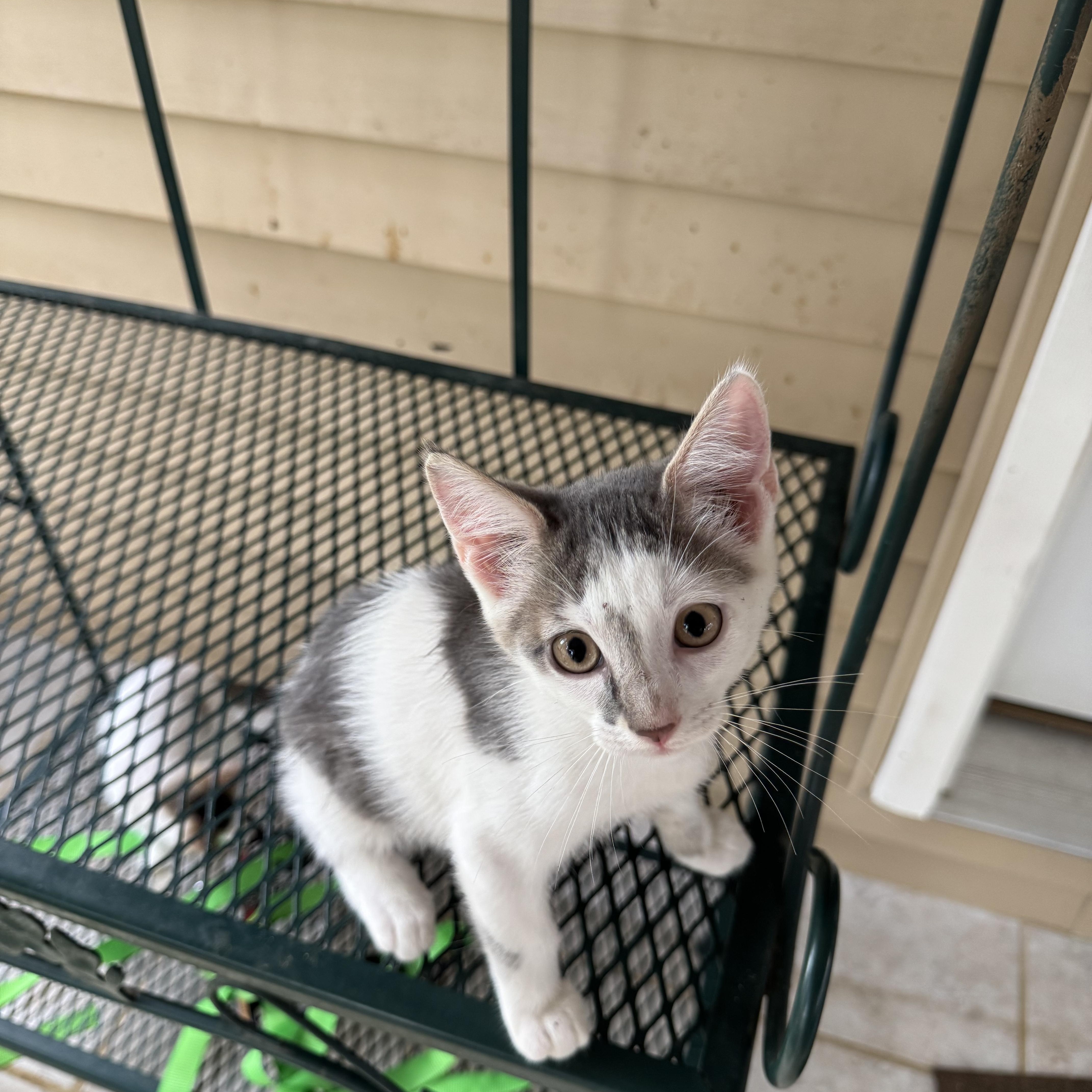 Squeeker, an adopted mixed breed in Greeneville, TN image 5/5