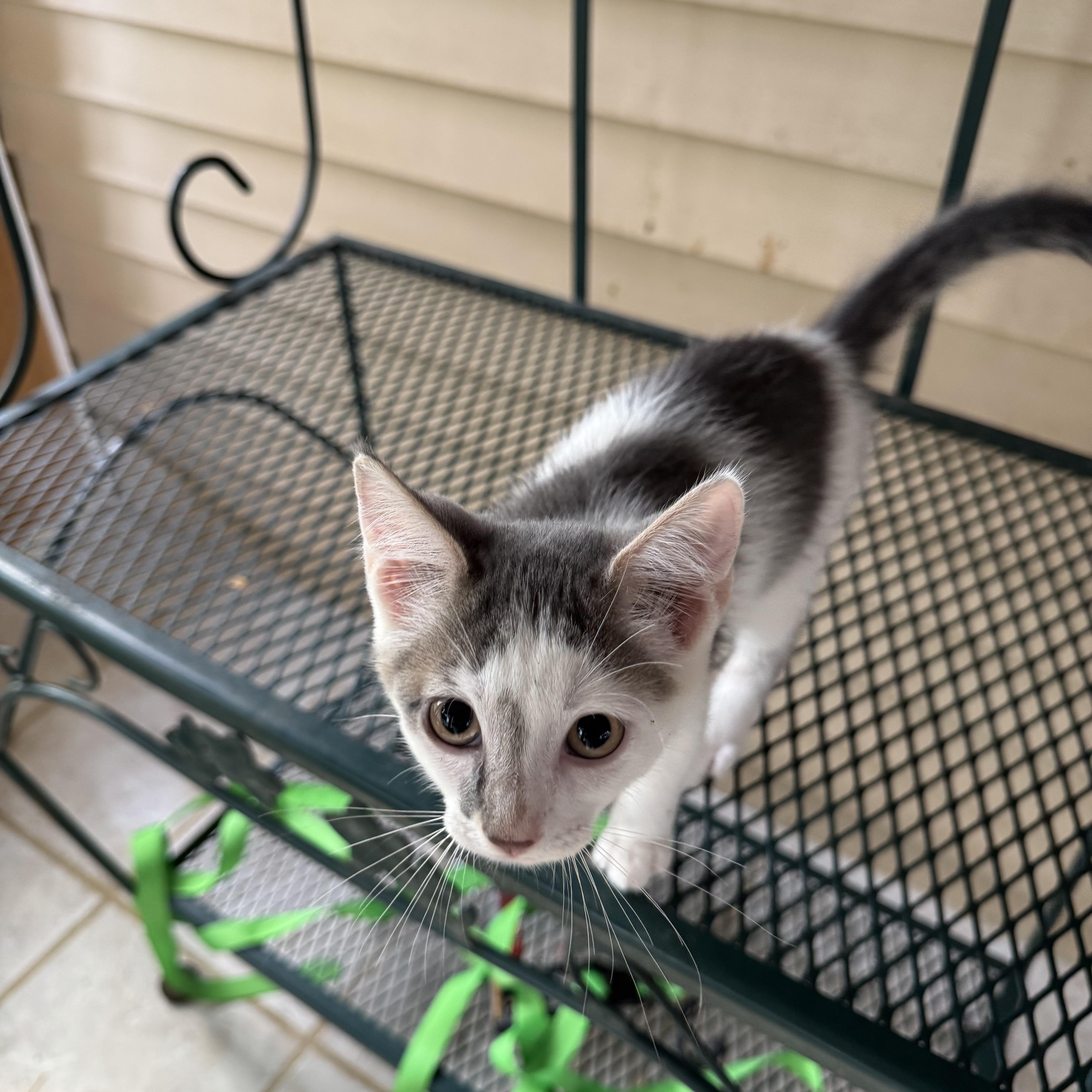 Squeeker, an adopted mixed breed in Greeneville, TN image 4/5