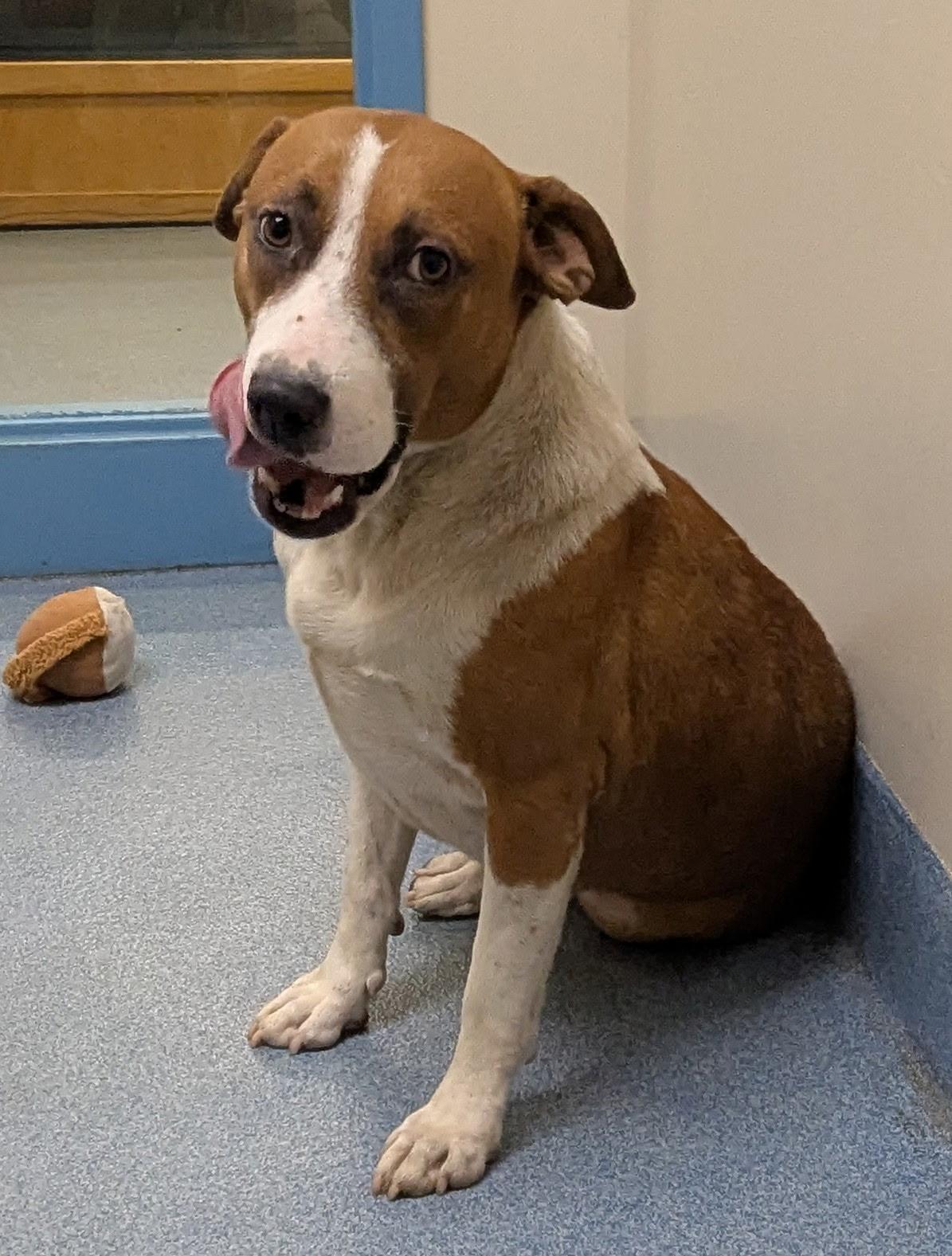 Champ, ADOPTABLE, Adult Male Pit Bull Terrier.